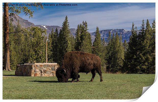 Bison at Yellowstone Park  Print by colin chalkley