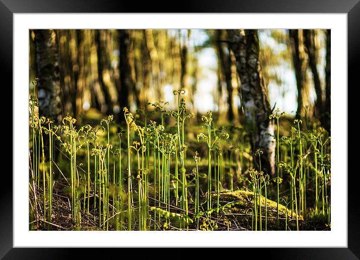  New ferns growing at Gardoms Edge, Peak District Framed Mounted Print by Phil Sproson