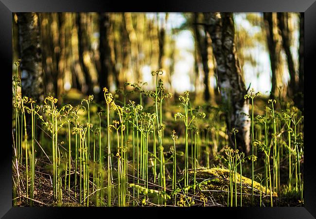  New ferns growing at Gardoms Edge, Peak District Framed Print by Phil Sproson
