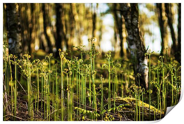  New ferns growing at Gardoms Edge, Peak District Print by Phil Sproson