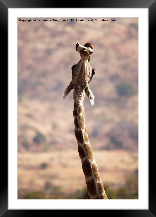  Chewing giraffe Framed Mounted Print by Petronella Wiegman