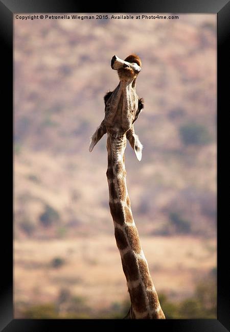  Chewing giraffe Framed Print by Petronella Wiegman
