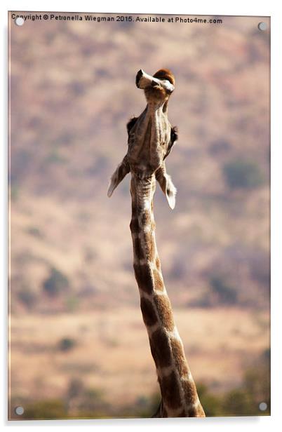  Chewing giraffe Acrylic by Petronella Wiegman