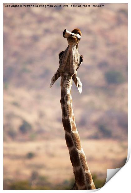  Chewing giraffe Print by Petronella Wiegman
