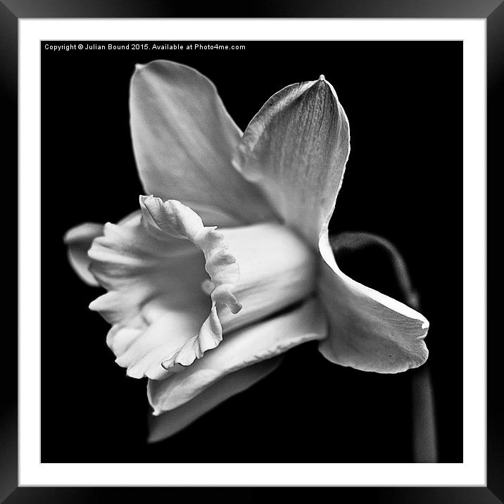 A Welsh Daffodil  Framed Mounted Print by Julian Bound