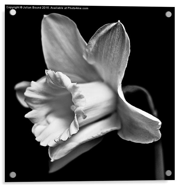 A Welsh Daffodil  Acrylic by Julian Bound