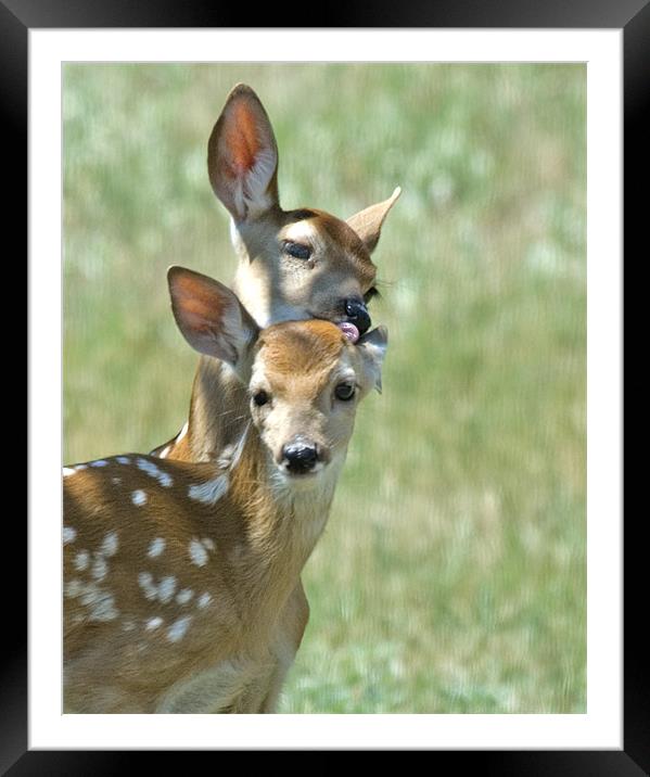 Fawns Framed Mounted Print by Gary Beeler
