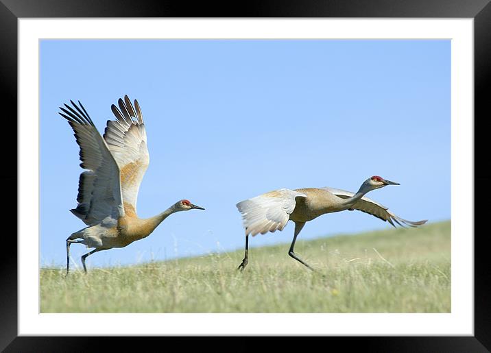 Take Off Framed Mounted Print by Gary Beeler