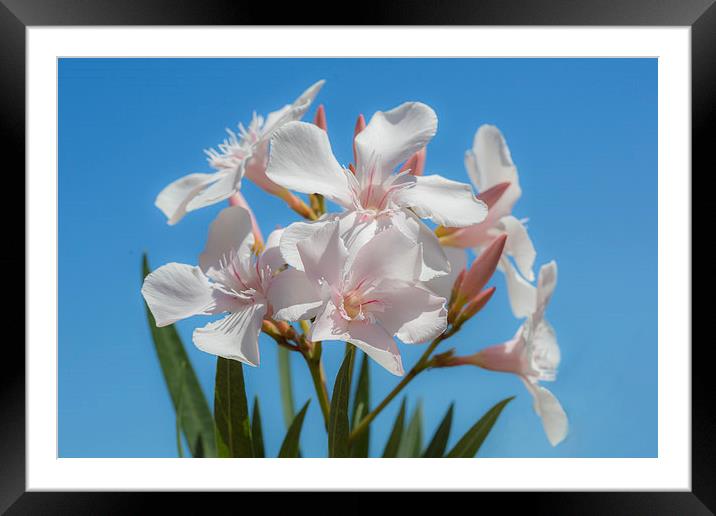  Soft White Blooms Framed Mounted Print by David Hare