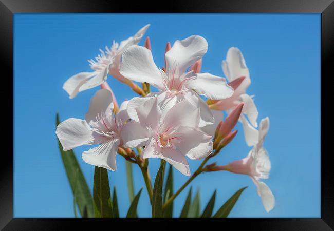  Soft White Blooms Framed Print by David Hare