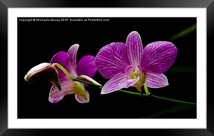 Purple Orchids  Framed Mounted Print by Michaela Murray