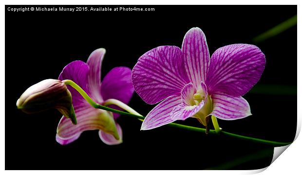 Purple Orchids  Print by Michaela Murray
