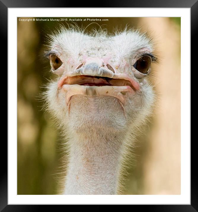 Ostrich  Framed Mounted Print by Michaela Murray