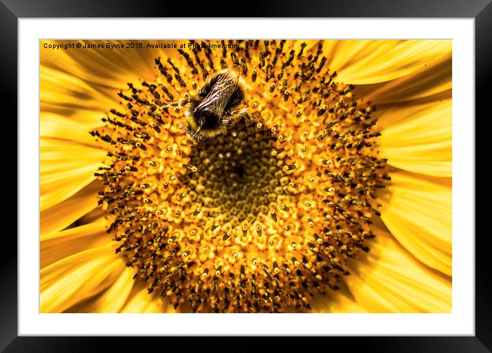  Busy Bee Framed Mounted Print by James Byrne
