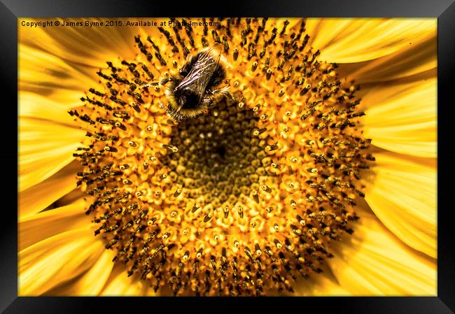  Busy Bee Framed Print by James Byrne