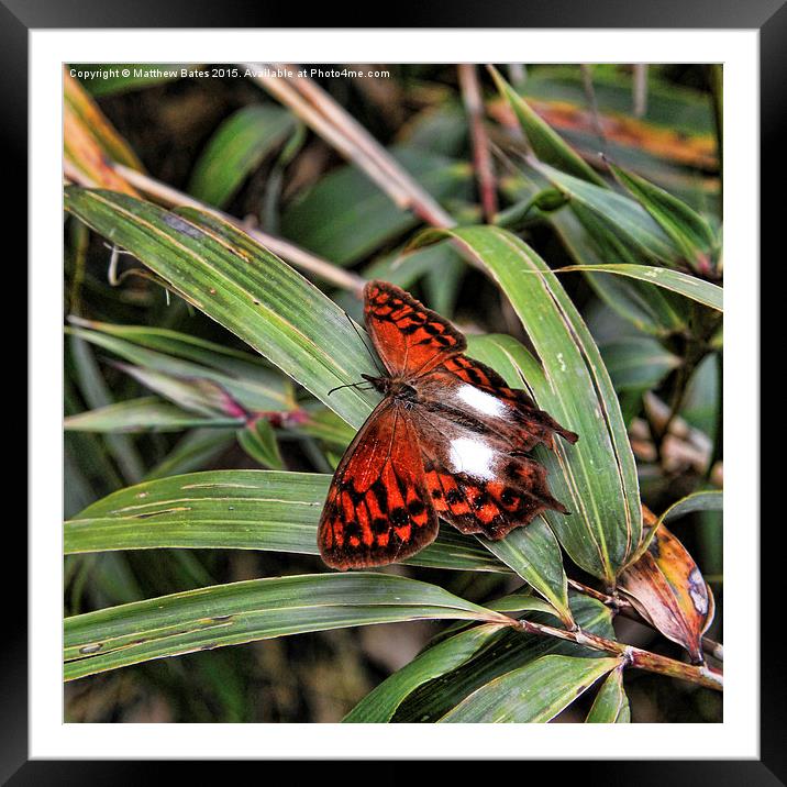 Peruvian Butterfly Framed Mounted Print by Matthew Bates