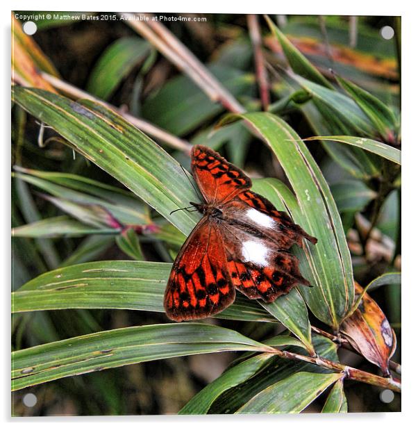Peruvian Butterfly Acrylic by Matthew Bates