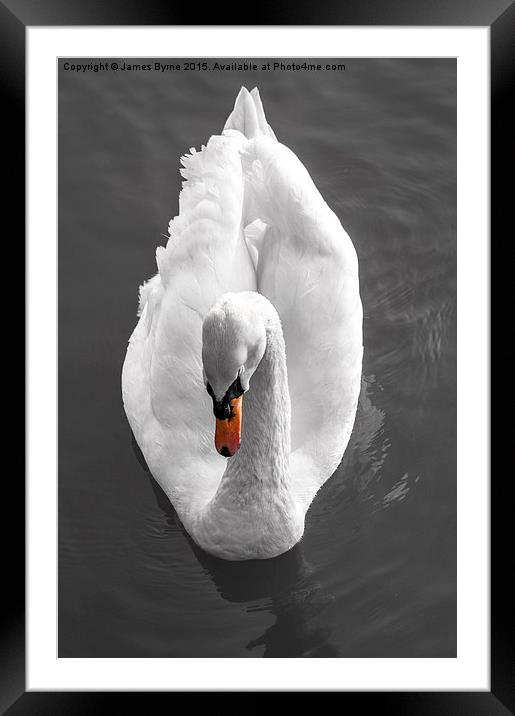  I, Swan Framed Mounted Print by James Byrne