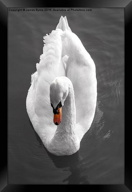  I, Swan Framed Print by James Byrne