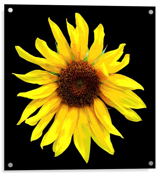  Glorious Sunflower Acrylic by james balzano, jr.