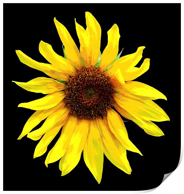  Glorious Sunflower Print by james balzano, jr.