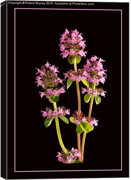  A Thyme of Beauty Canvas Print by Robert Murray