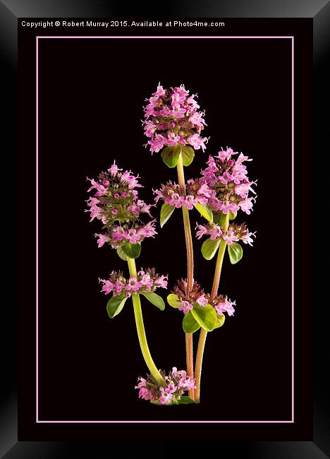  A Thyme of Beauty Framed Print by Robert Murray