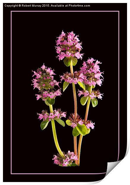  A Thyme of Beauty Print by Robert Murray