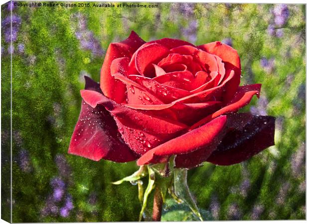  Red  Rose on Texture Canvas Print by Robert Gipson
