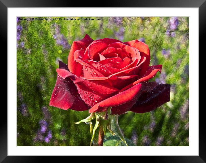  Red  Rose on Texture Framed Mounted Print by Robert Gipson
