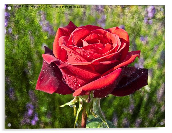 Red  Rose on Texture Acrylic by Robert Gipson
