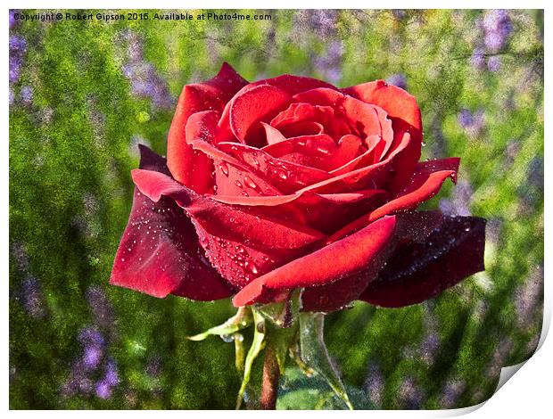  Red  Rose on Texture Print by Robert Gipson