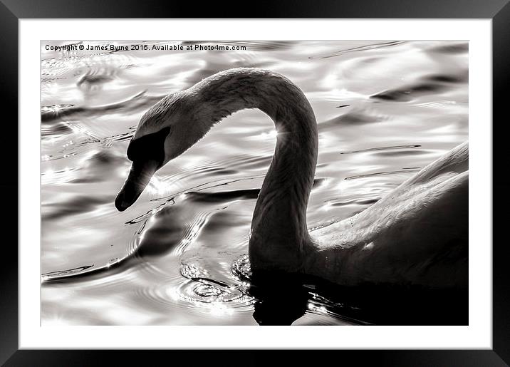  Swan Silhouette Framed Mounted Print by James Byrne