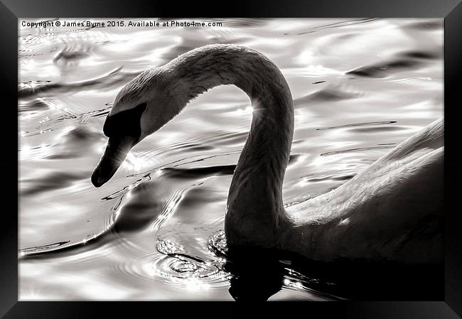  Swan Silhouette Framed Print by James Byrne