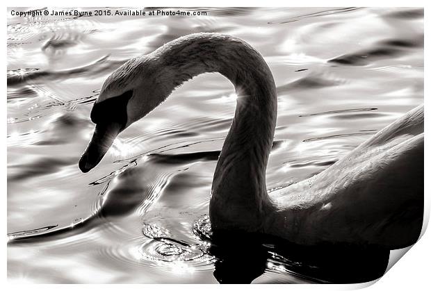  Swan Silhouette Print by James Byrne