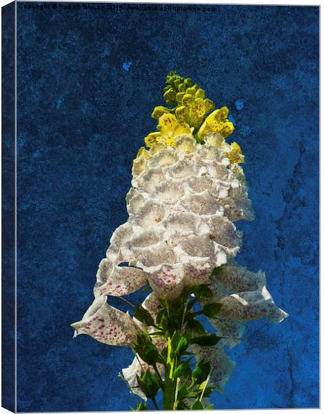  White Foxglove flowers on texture Canvas Print by Robert Gipson
