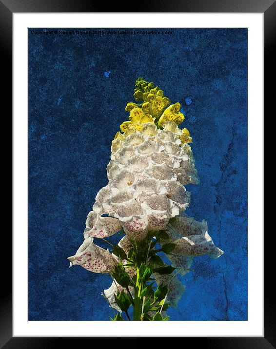  White Foxglove flowers on texture Framed Mounted Print by Robert Gipson