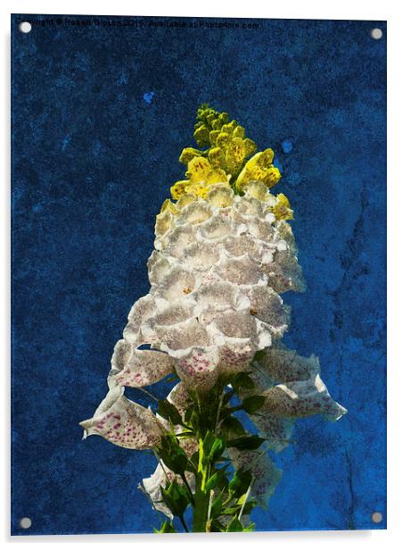  White Foxglove flowers on texture Acrylic by Robert Gipson