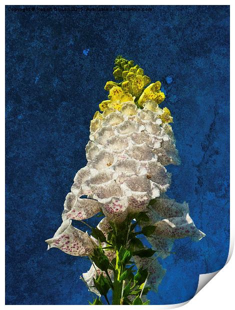  White Foxglove flowers on texture Print by Robert Gipson
