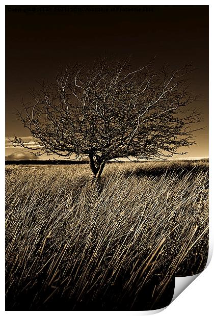    Shropshire landscape with tree Print by Julian Bound