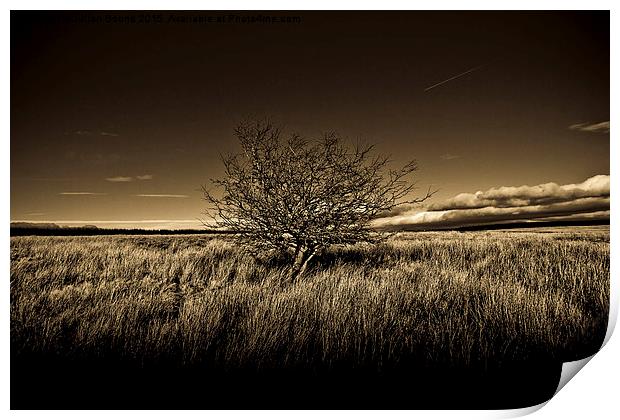    Shropshire landscape with tree Print by Julian Bound