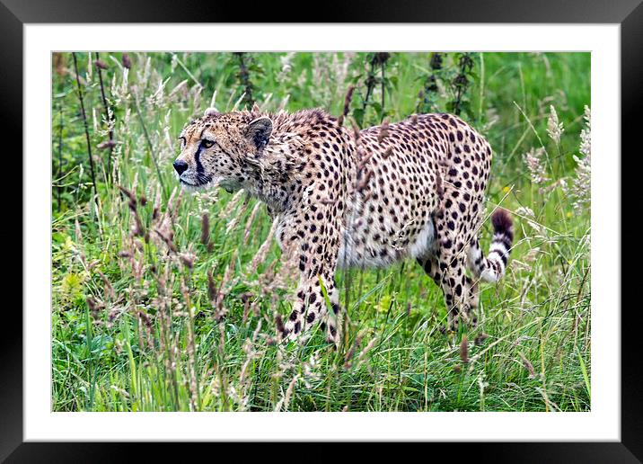  cheetah Framed Mounted Print by Kelvin Rumsby