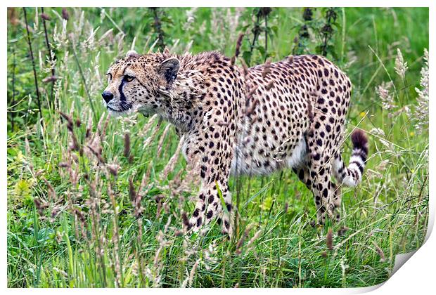  cheetah Print by Kelvin Rumsby