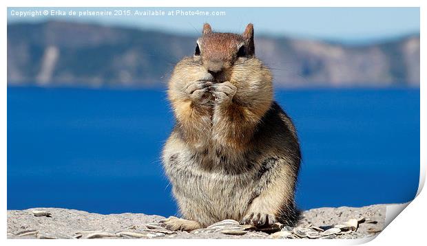  squirrel @ Crater Lake Oregon Print by Erika de pelseneire
