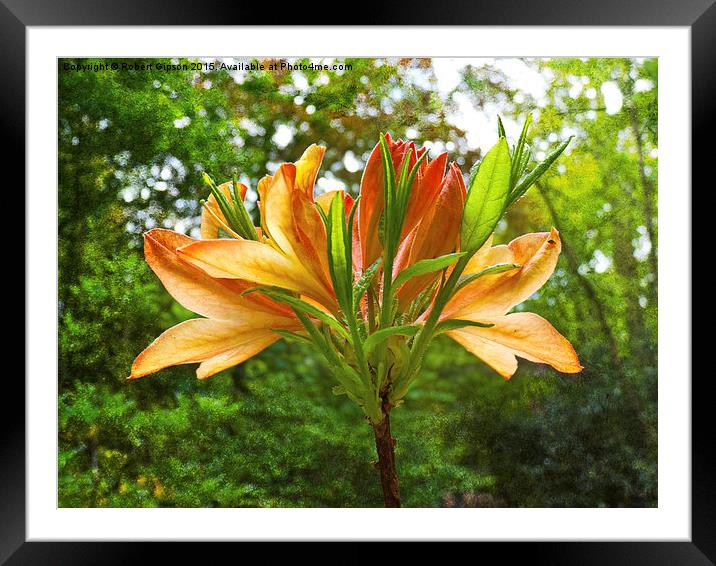  Rhododendron flower bloom with texture. Framed Mounted Print by Robert Gipson