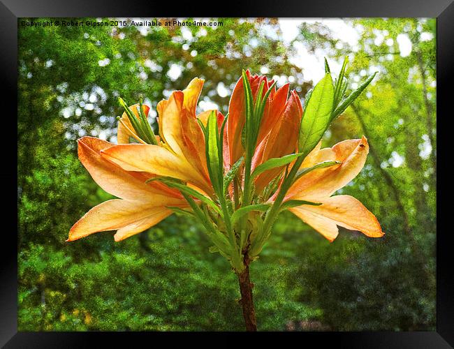 Rhododendron flower bloom with texture. Framed Print by Robert Gipson