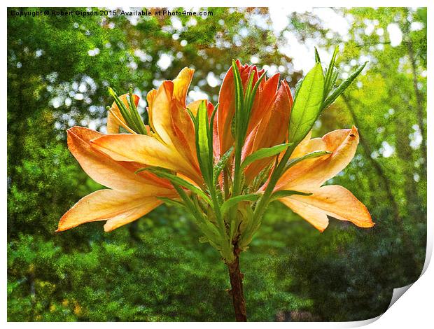 Rhododendron flower bloom with texture. Print by Robert Gipson