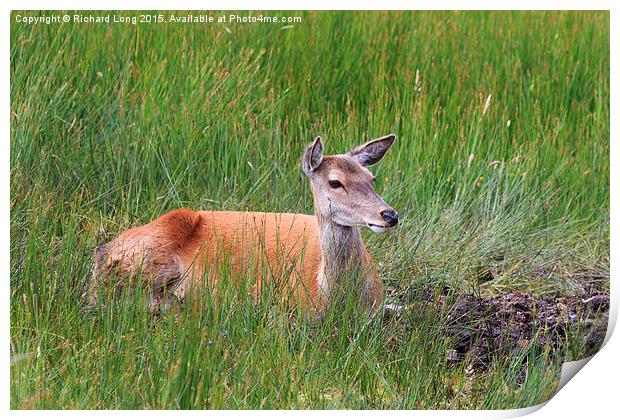 Female Red Deer resting  Print by Richard Long
