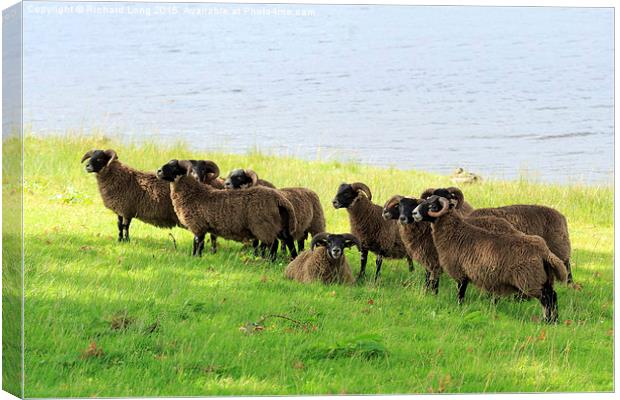  Flock of Scottish Black Faced Sheep Canvas Print by Richard Long