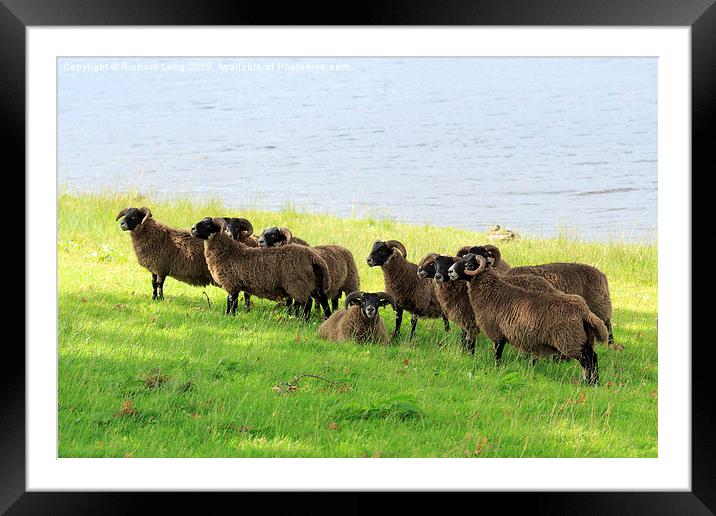  Flock of Scottish Black Faced Sheep Framed Mounted Print by Richard Long